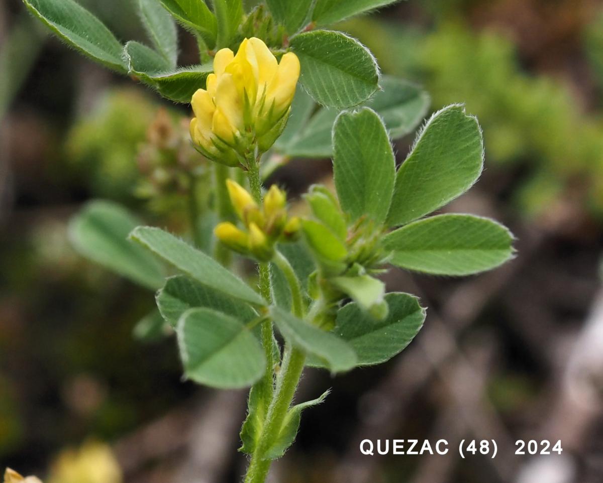 Medick, Small flower